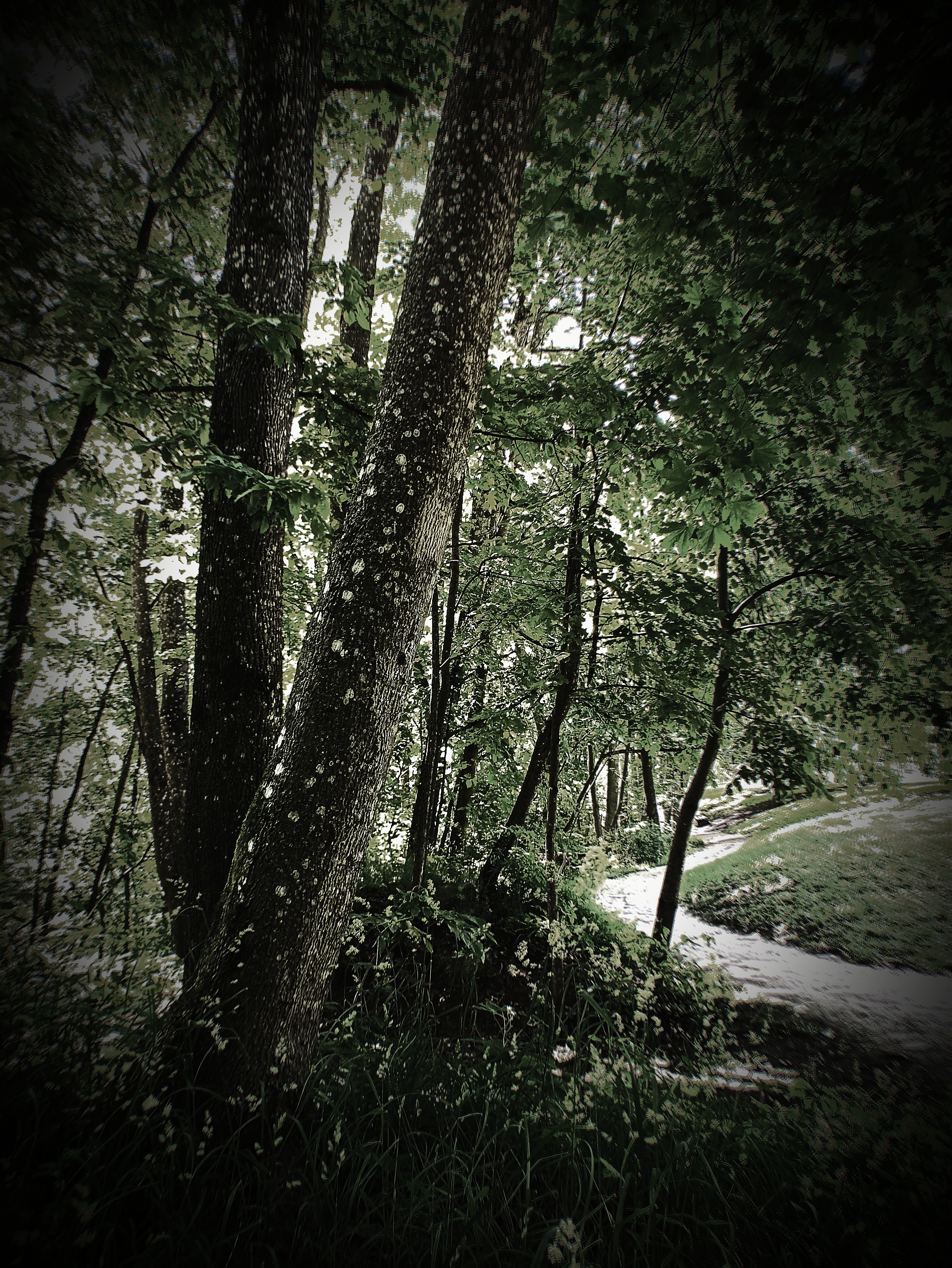 Forest